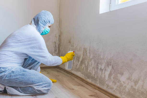 Licensed Black Mold Remediation service in Herndon, VA - Mold Remediation HQ