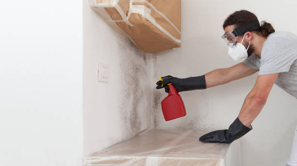 Professional Black Mold Remediation technician working in Herndon, VA