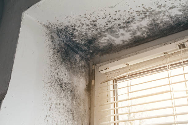 Affordable Black Mold Remediation solutions in Herndon, VA