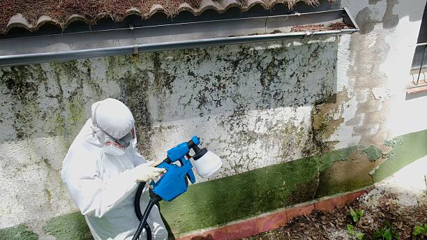 Top rated local Black Mold Remediation specialists in Herndon, VA